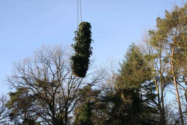 bomen rooien in Vught door A van Spelde hovenier